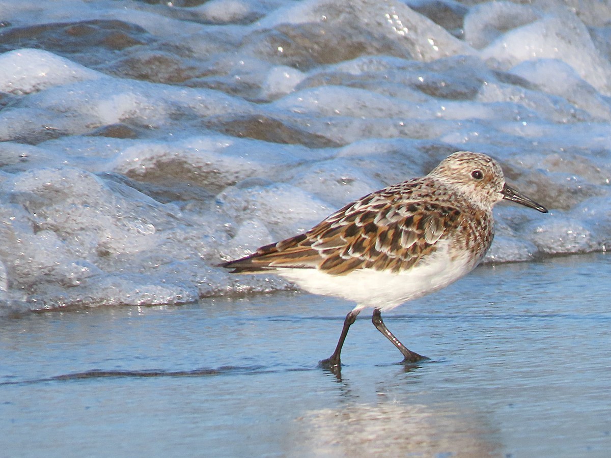 Sanderling - Anonymous