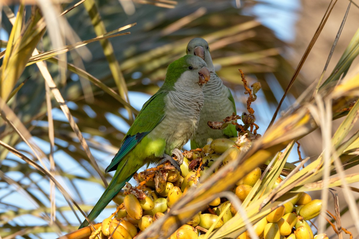 Monk Parakeet - Anonymous