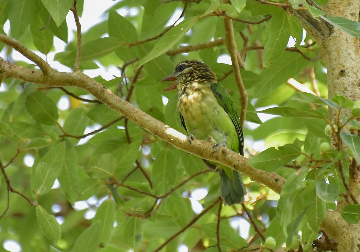 barbet bělolící - ML619217102