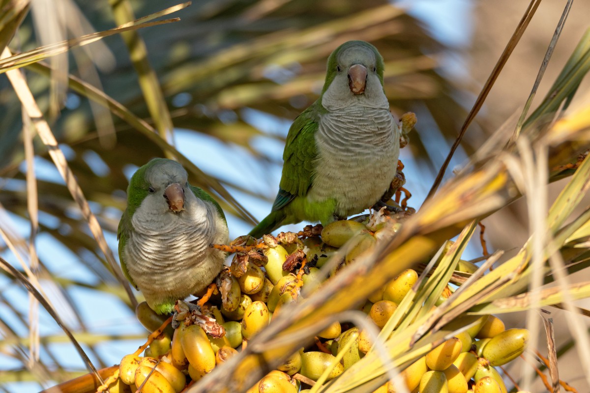 Monk Parakeet - Anonymous