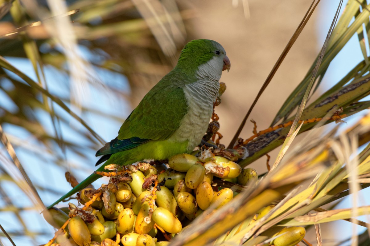 Monk Parakeet - Anonymous