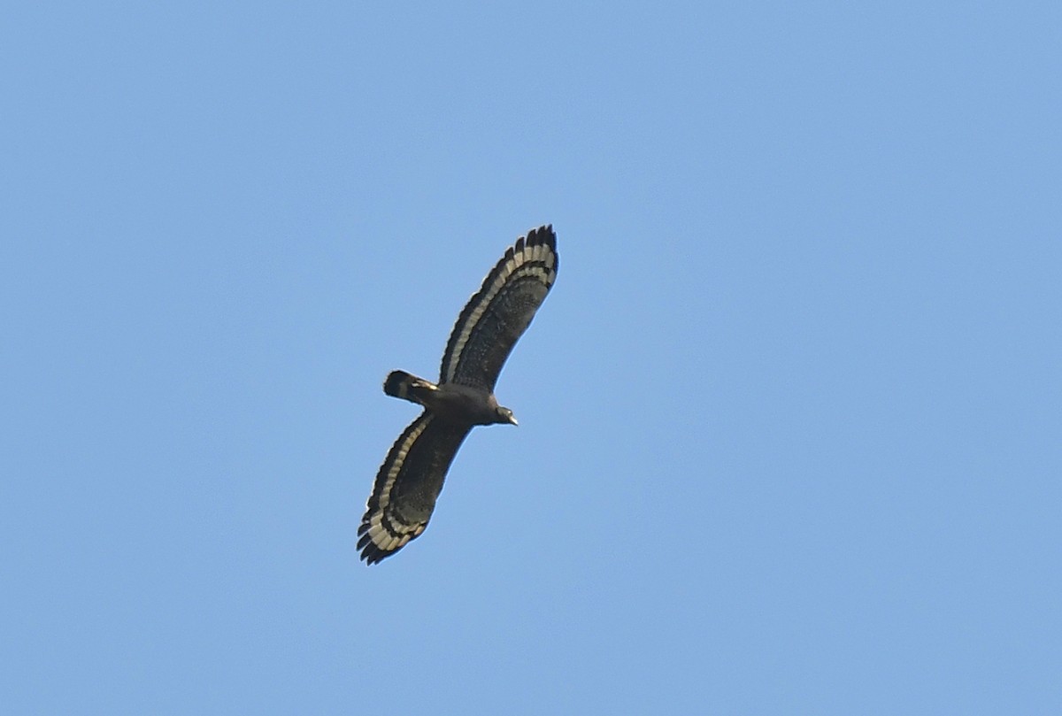 Crested Serpent-Eagle - Sathish Ramamoorthy