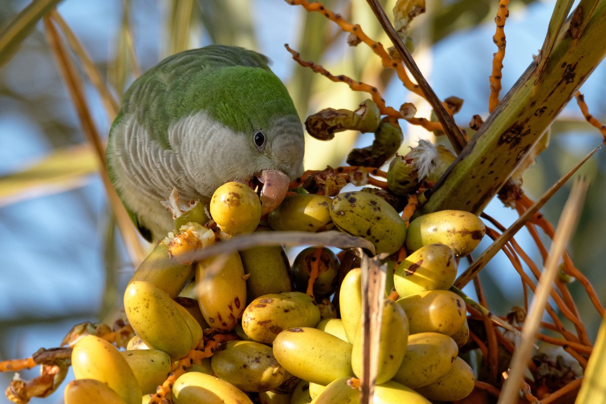 Monk Parakeet - Anonymous