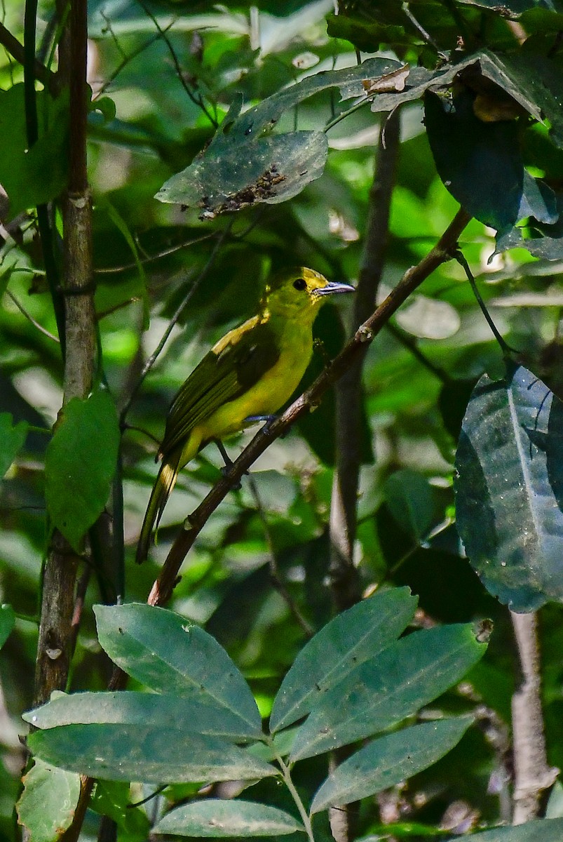 Yellow-browed Bulbul - Sathish Ramamoorthy