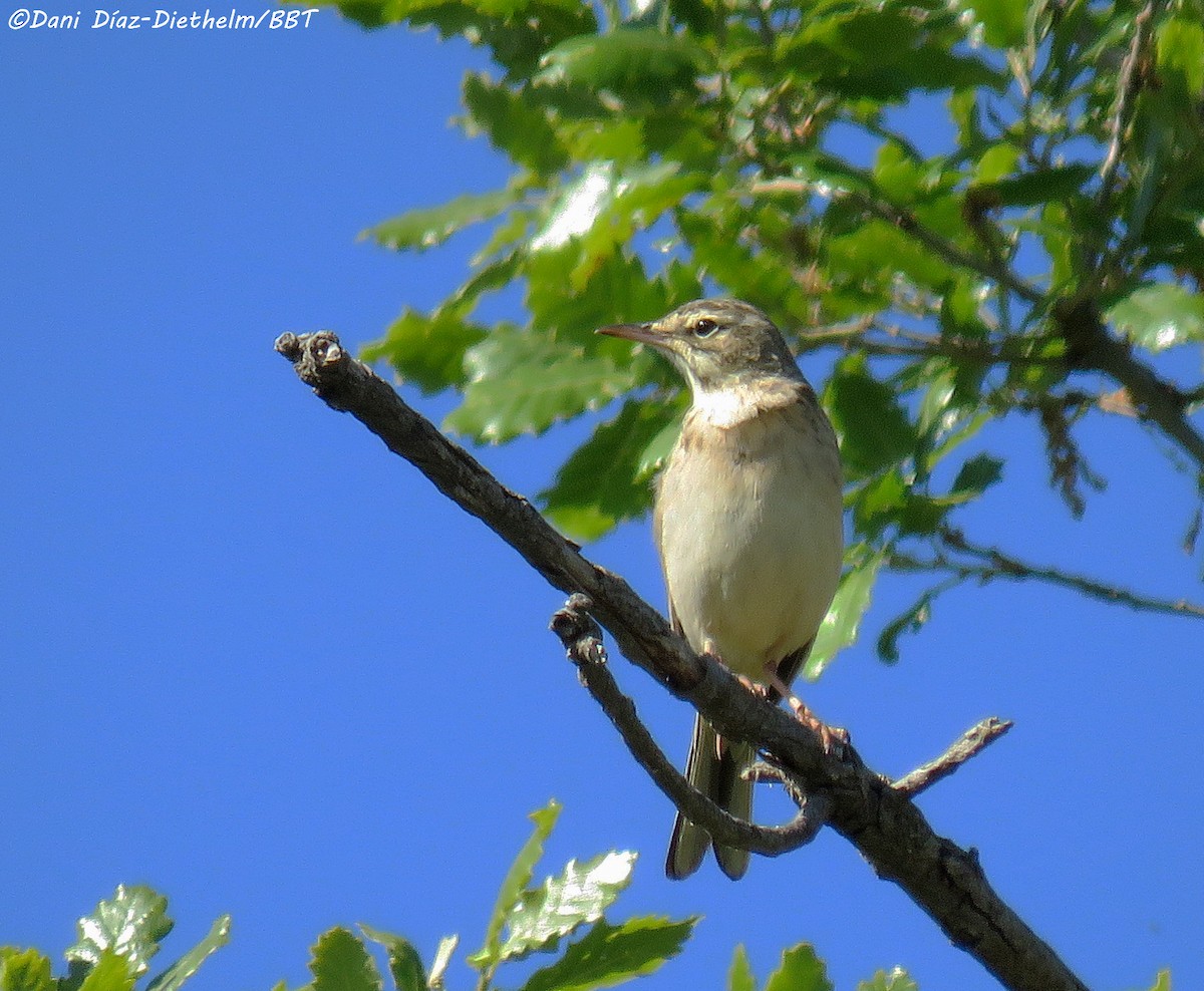 Tawny Pipit - Anonymous