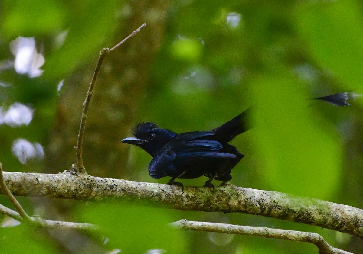 Greater Racket-tailed Drongo - ML619217121