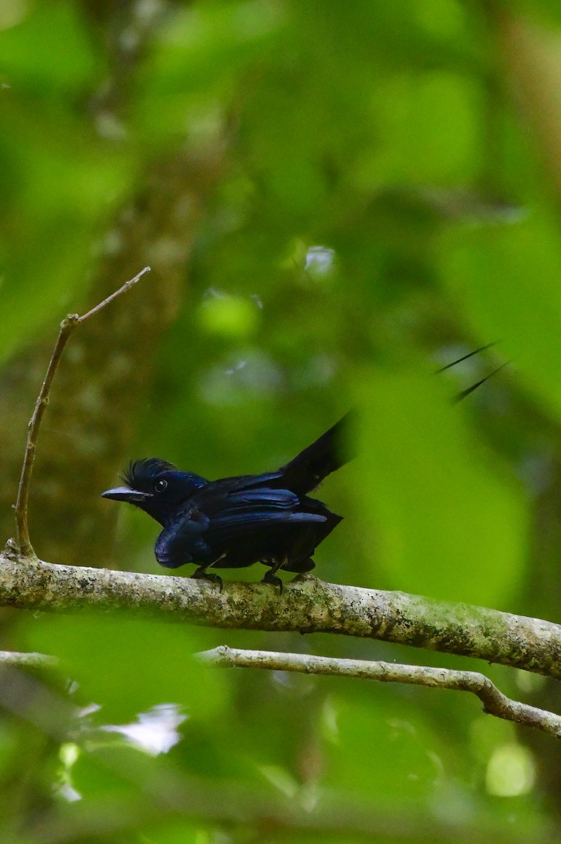 Greater Racket-tailed Drongo - ML619217122