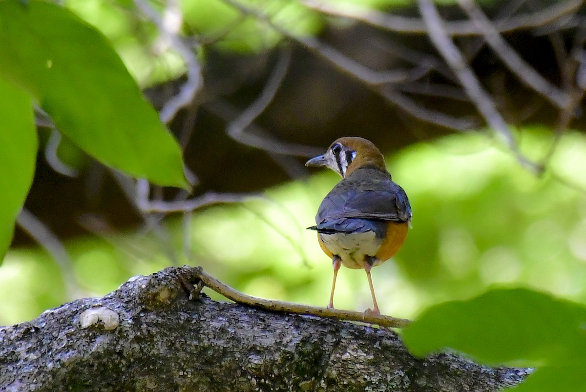 Orange-headed Thrush - Sathish Ramamoorthy