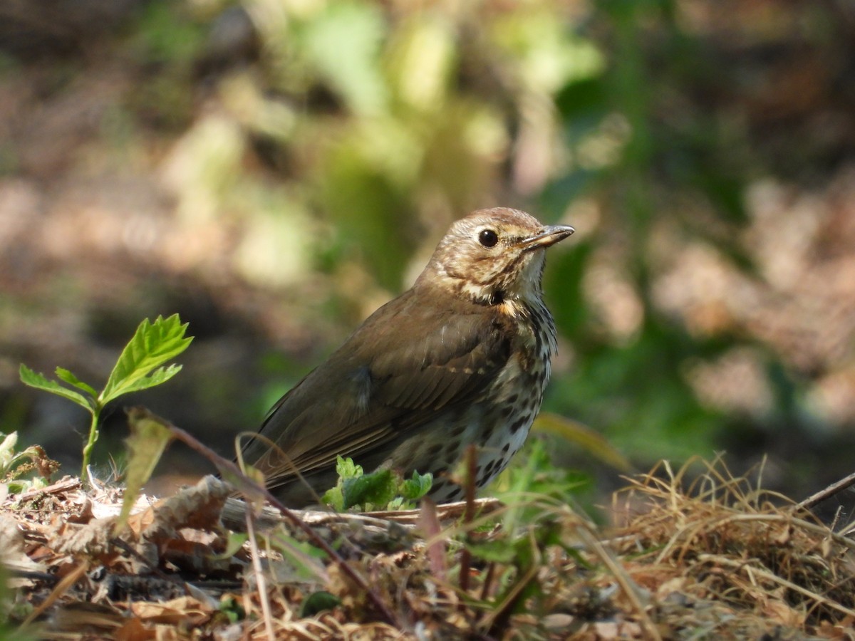 Song Thrush - ML619217139