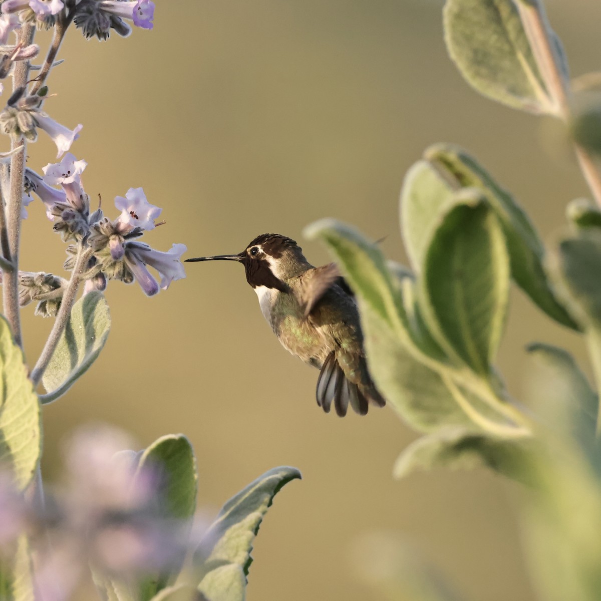 Costa's Hummingbird - J. Breckenridge