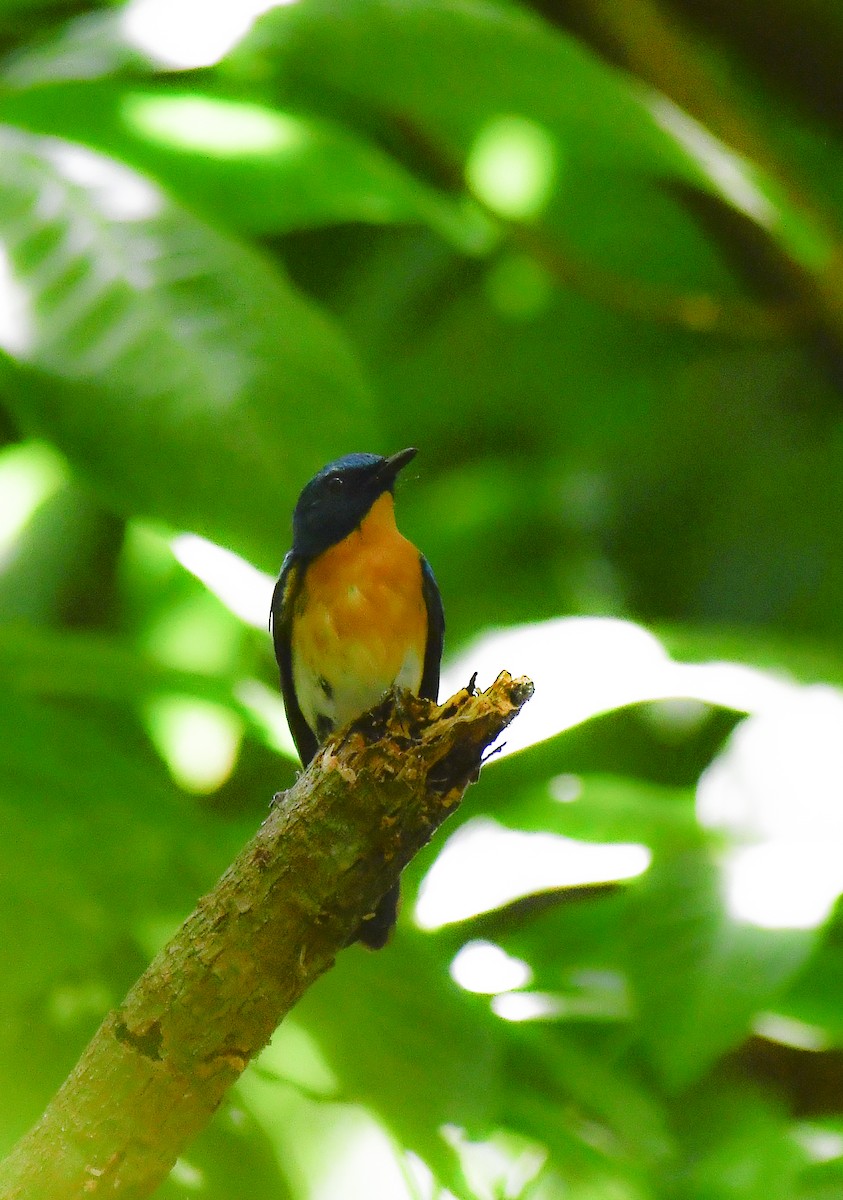 Tickell's Blue Flycatcher - Sathish Ramamoorthy