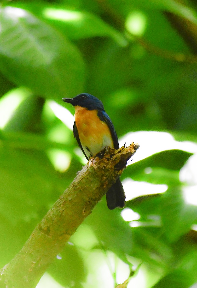 Tickell's Blue Flycatcher - Sathish Ramamoorthy