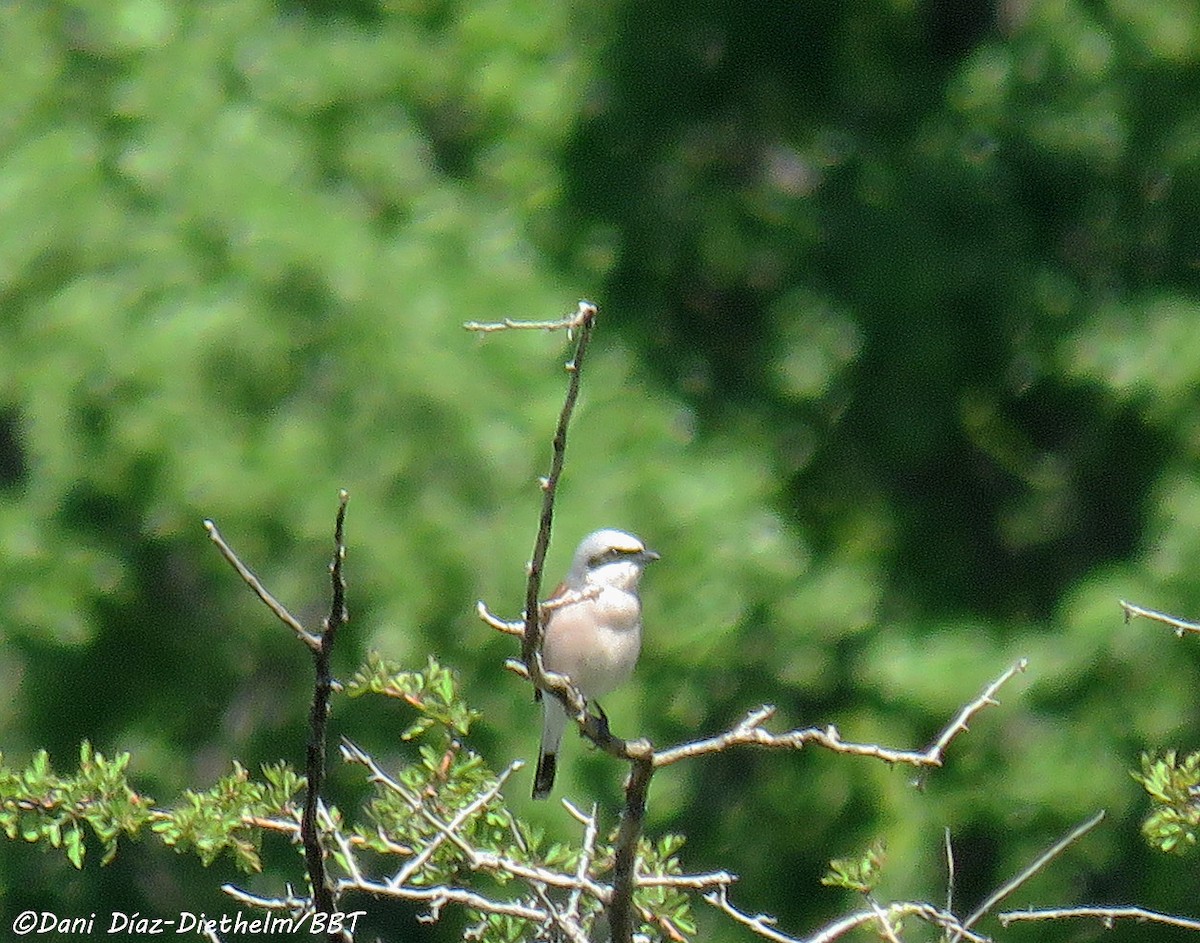 Red-backed Shrike - Anonymous