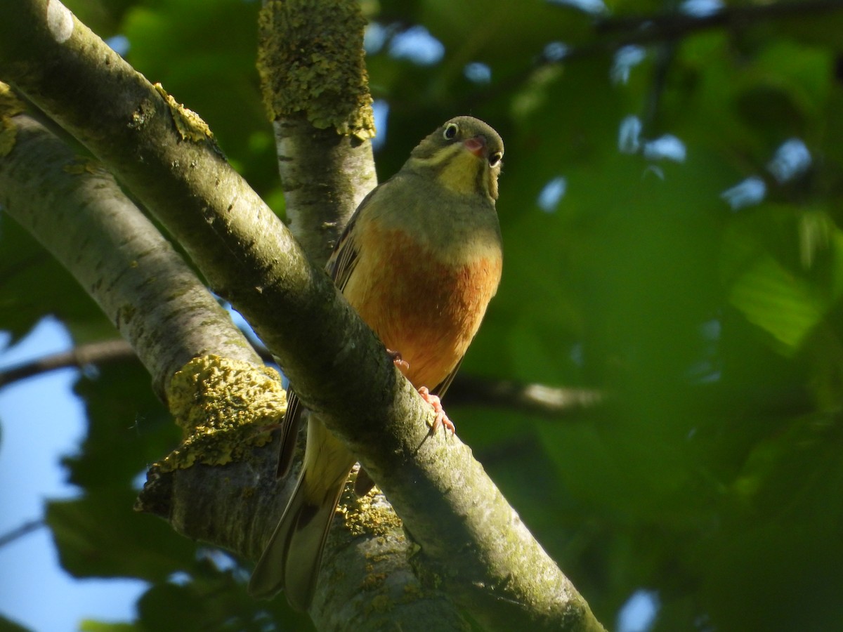 Ortolan Bunting - ML619217171