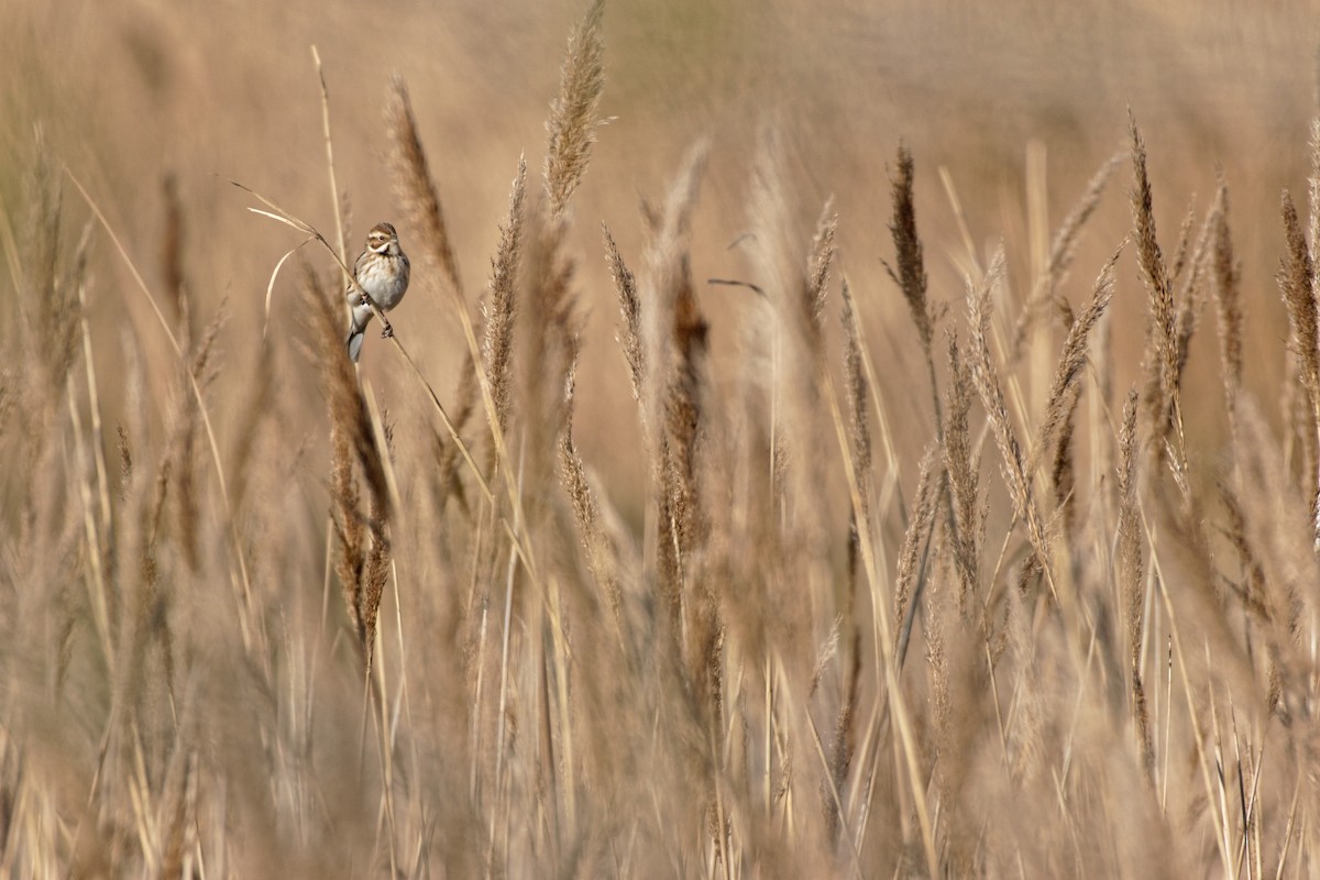 Reed Bunting - Anonymous