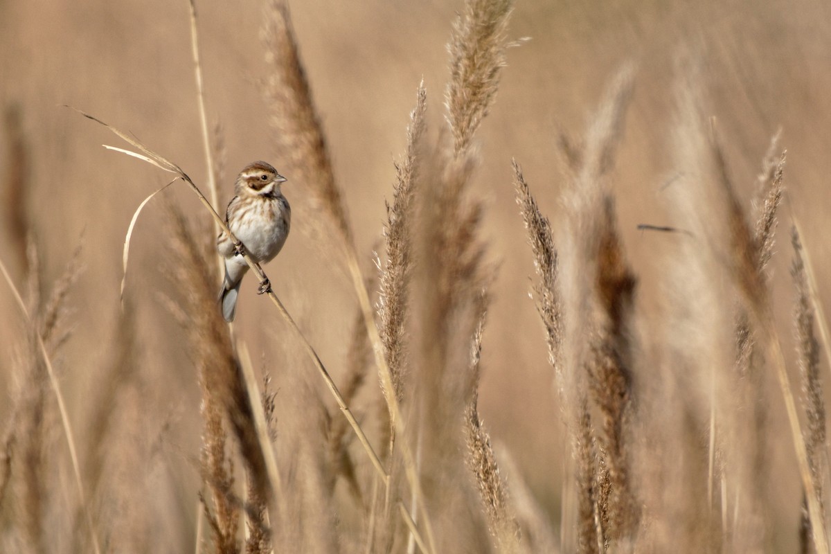 Reed Bunting - Anonymous