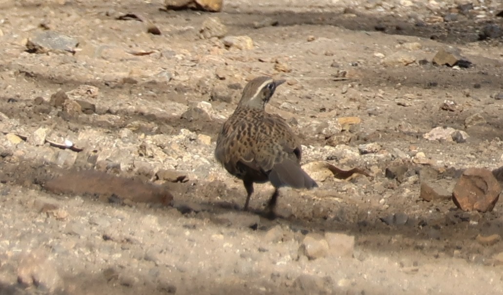 Spotted Quail-thrush - Kerr Brad