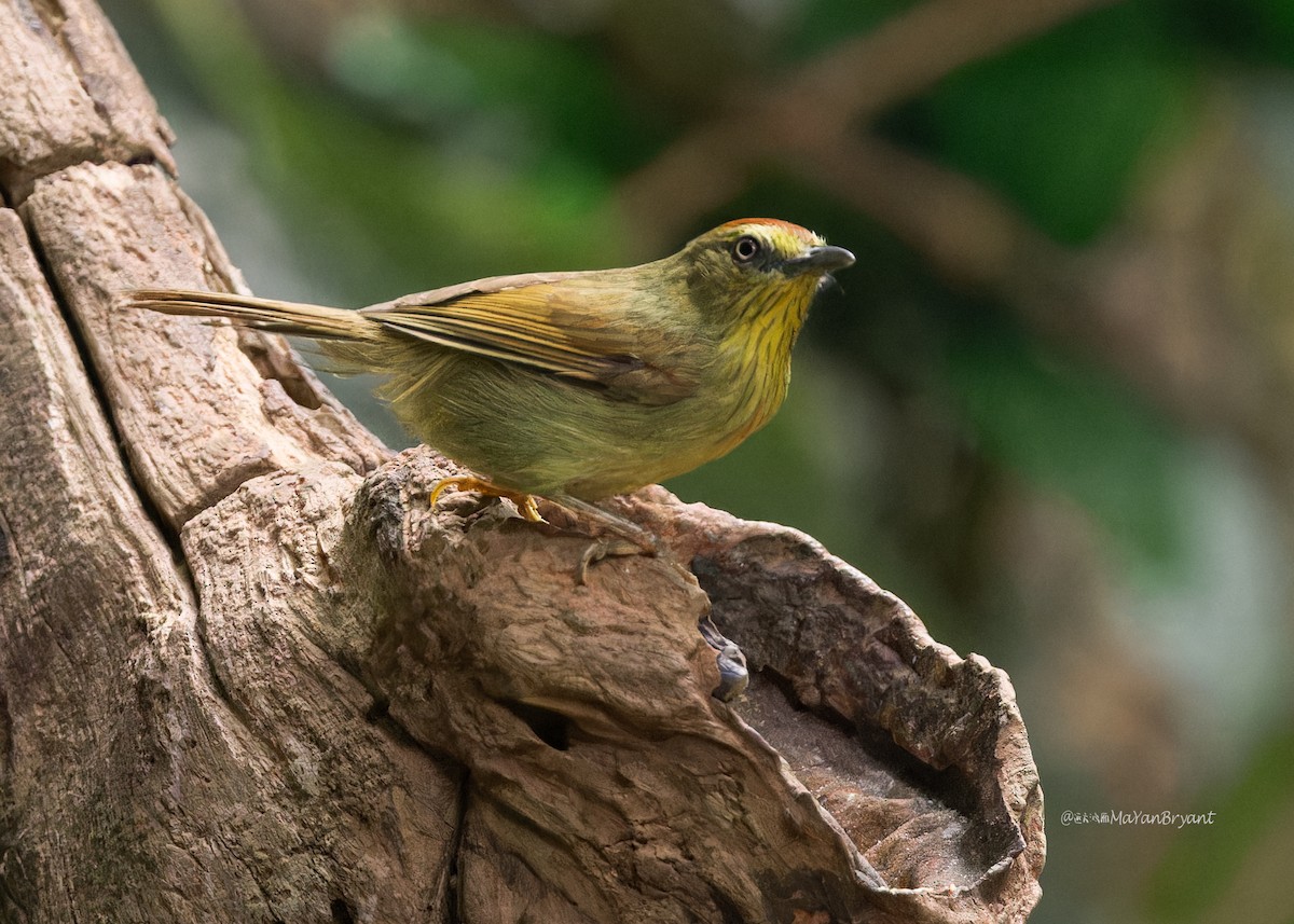 Pin-striped Tit-Babbler - Ma Yan Bryant