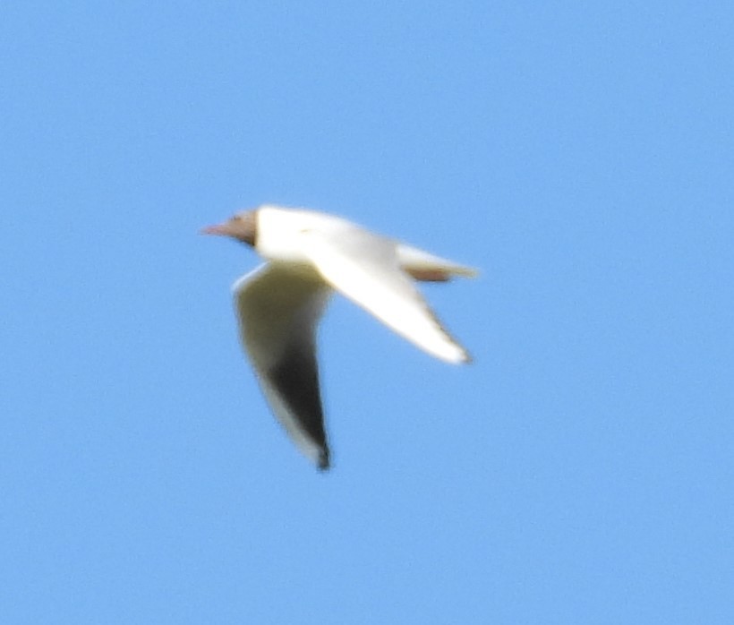 Black-headed Gull - ML619217181