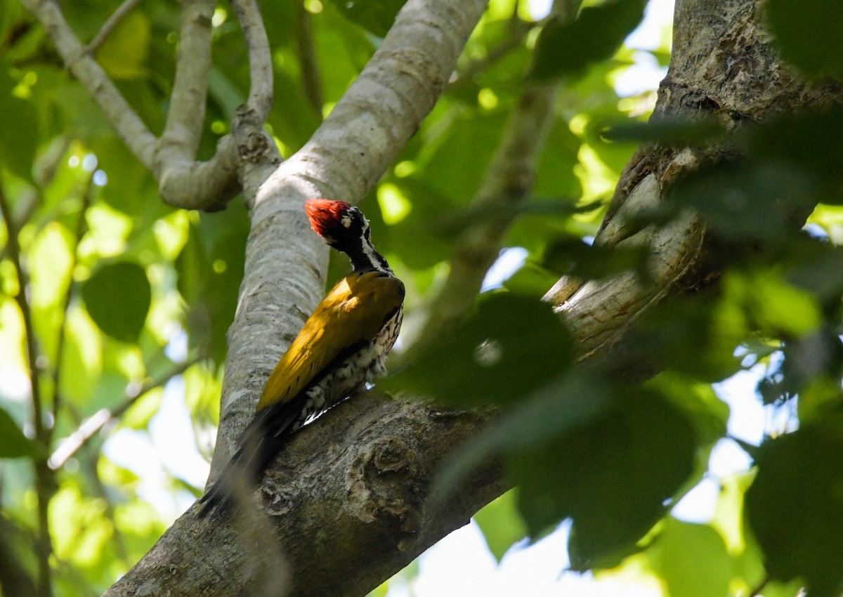 Common Flameback - Sathish Ramamoorthy