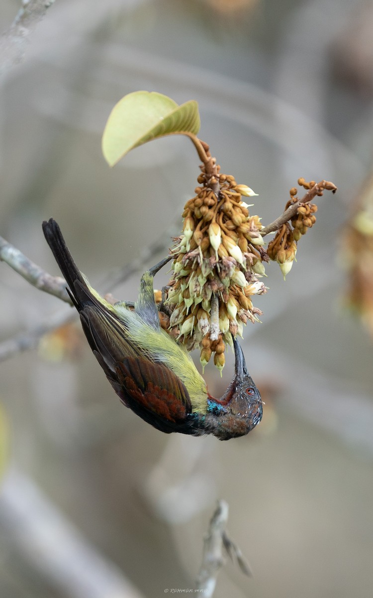 Red-throated Sunbird - Rahman Mandu