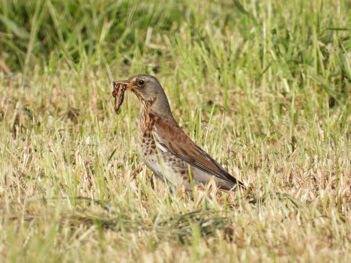 Fieldfare - ML619217194