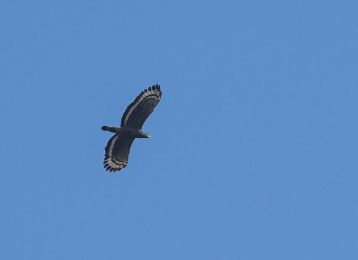 Crested Serpent-Eagle - Sathish Ramamoorthy