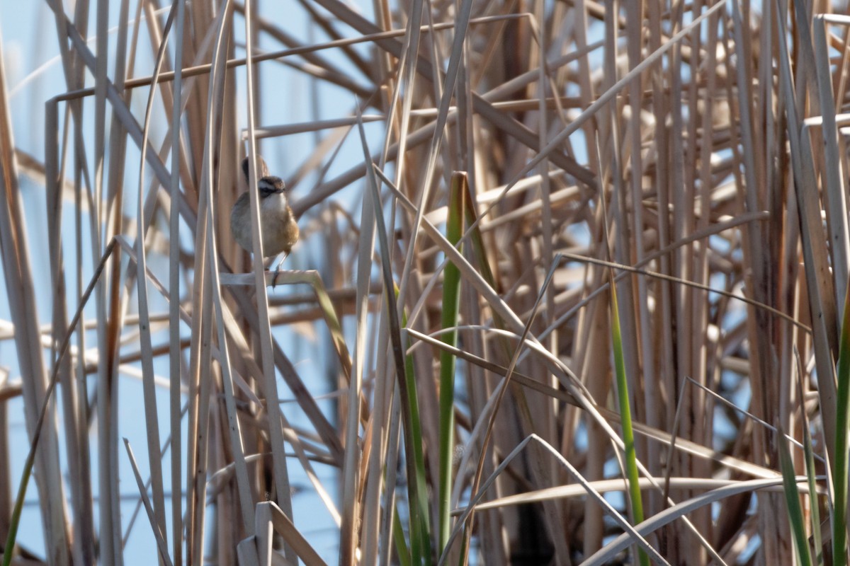 Moustached Warbler - Christophe PASQUIER