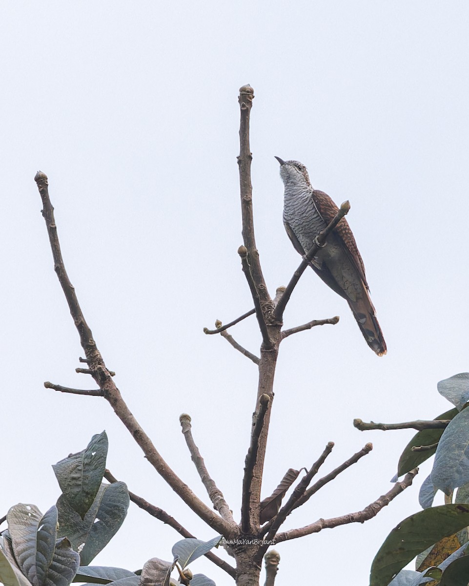 Banded Bay Cuckoo - ML619217203