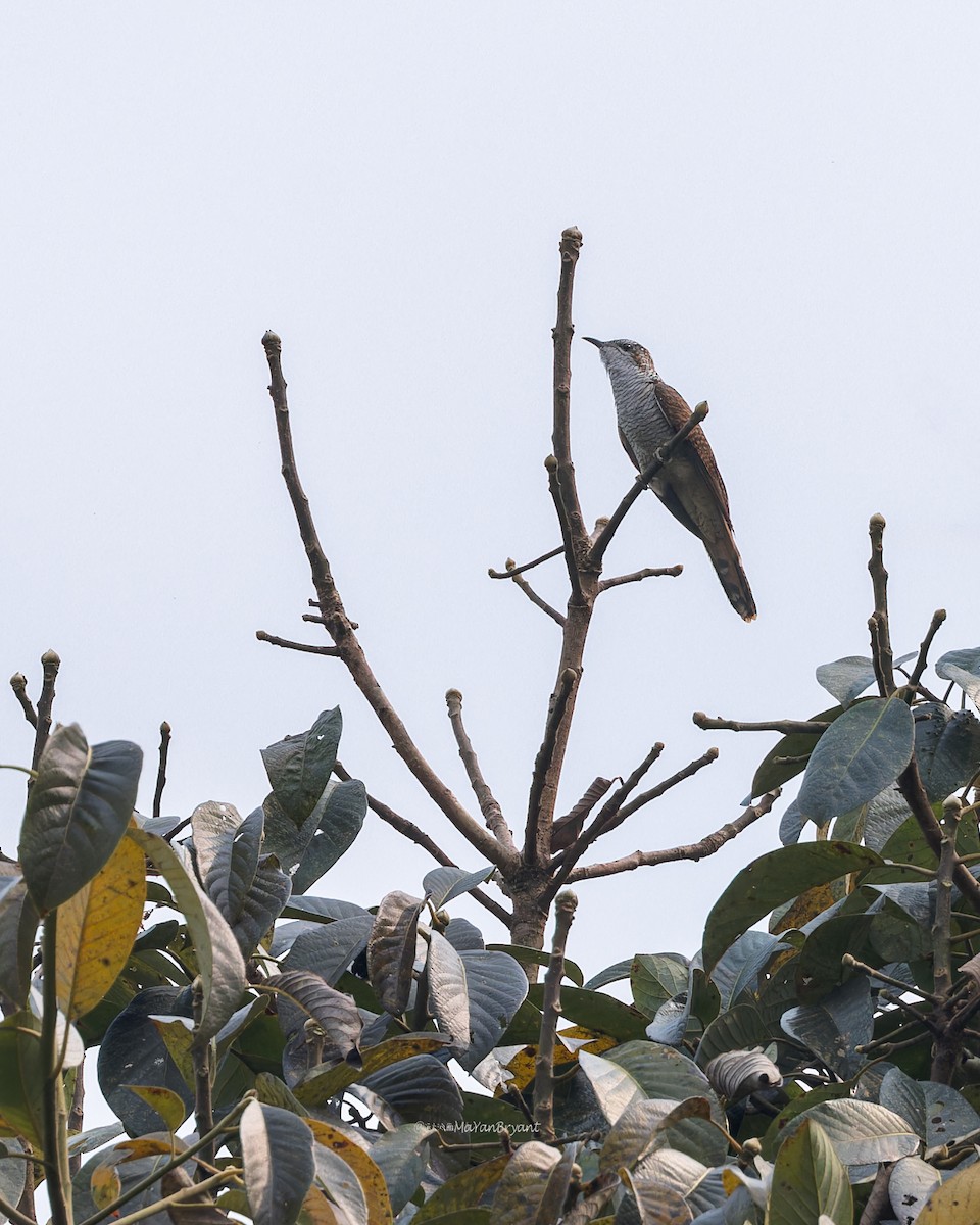 Banded Bay Cuckoo - ML619217204