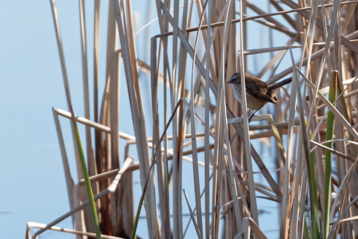 Moustached Warbler - Anonymous