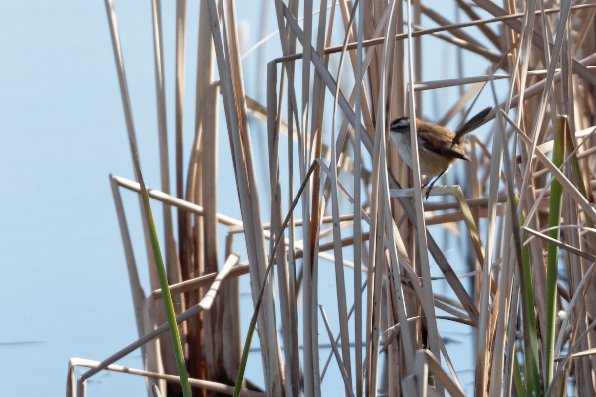Moustached Warbler - Anonymous