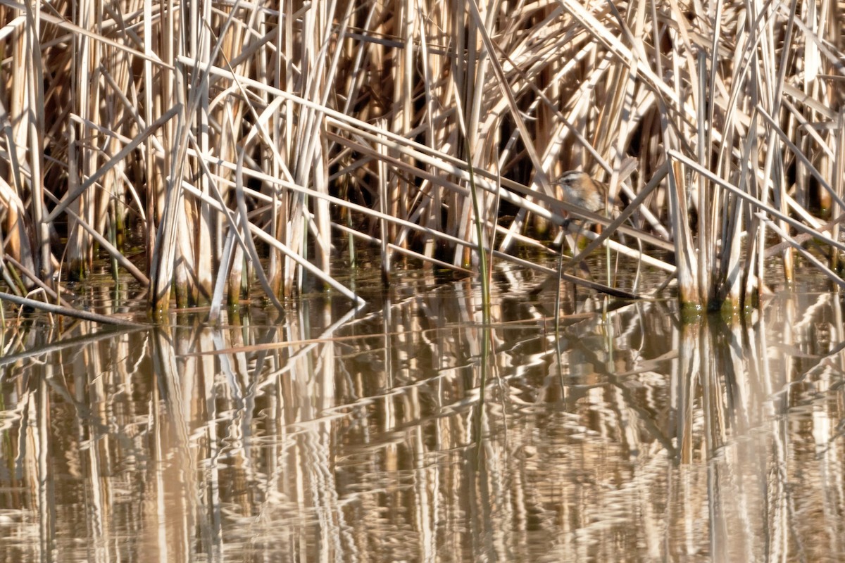 Moustached Warbler - Anonymous