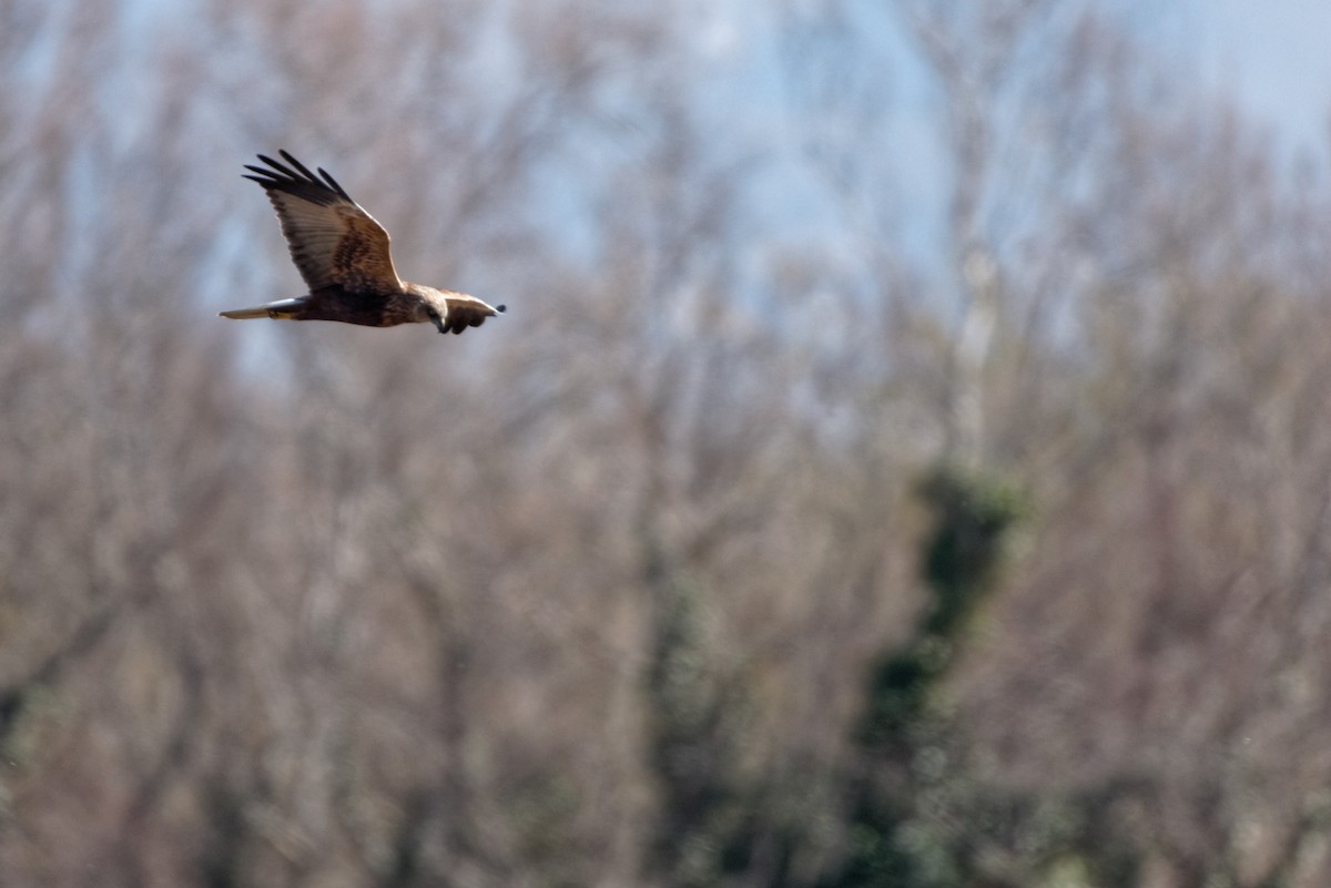 Western Marsh Harrier - Anonymous