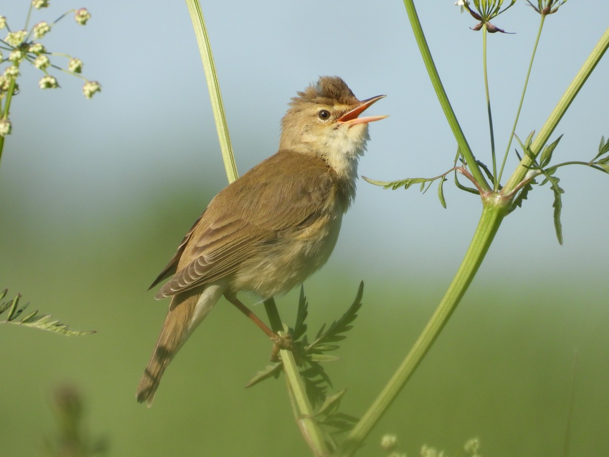 Marsh Warbler - Franciszek Konrad