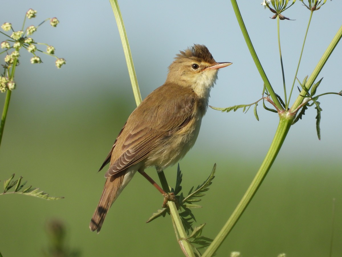 Marsh Warbler - Franciszek Konrad