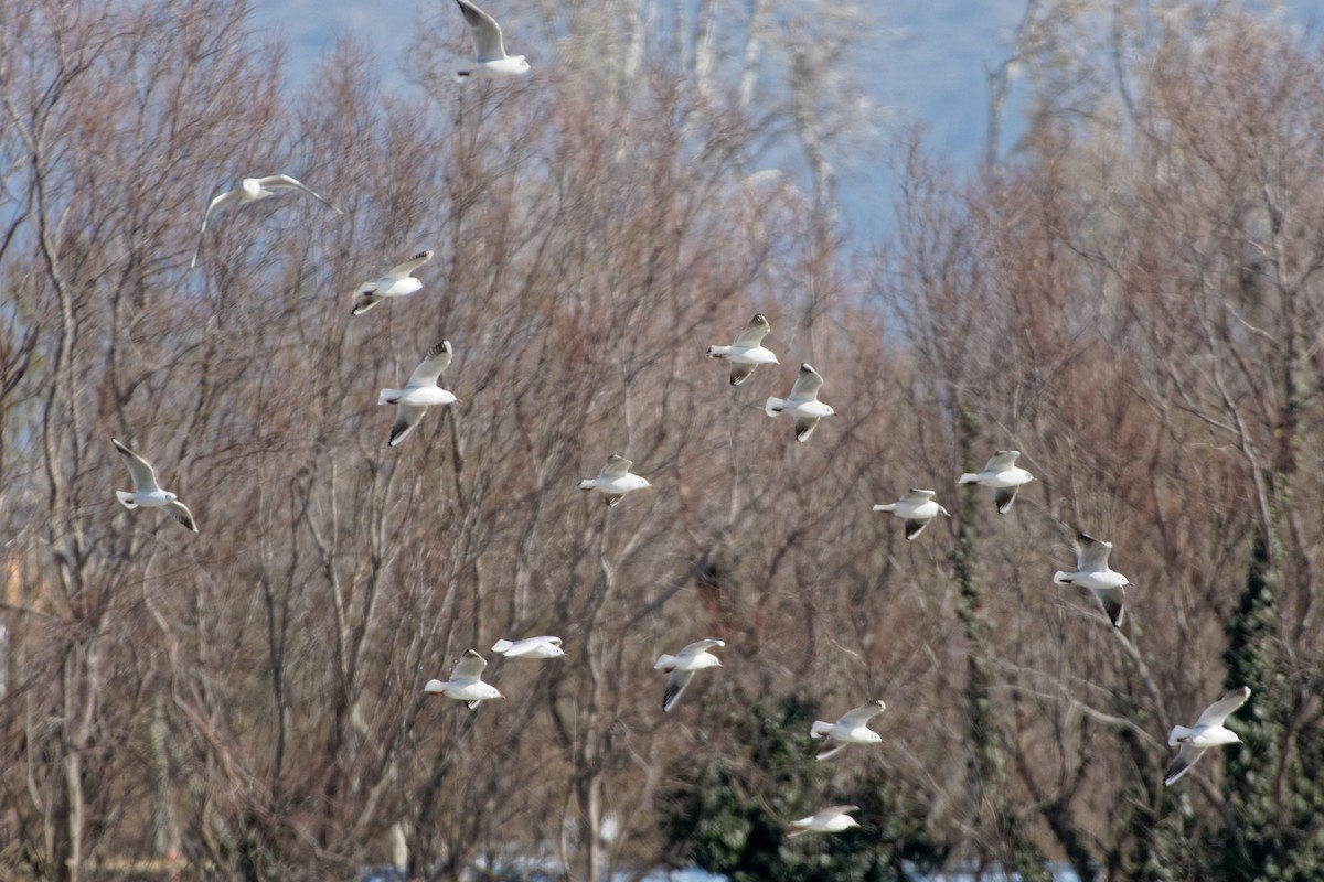 Black-headed Gull - Anonymous