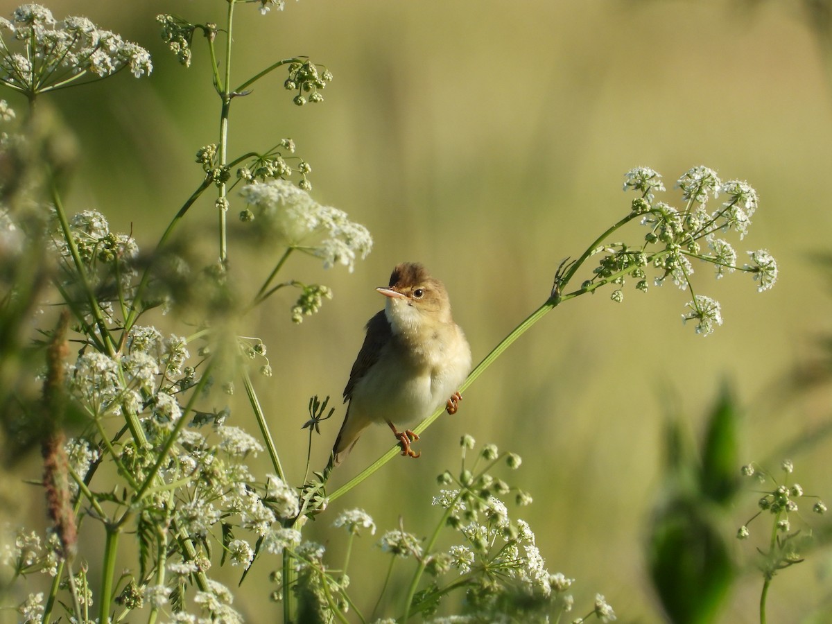 Marsh Warbler - ML619217258