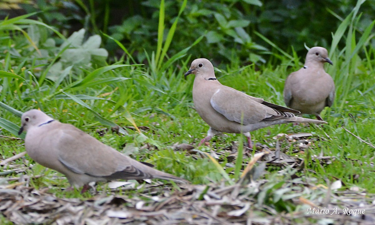 Eurasian Collared-Dove - Mário Roque