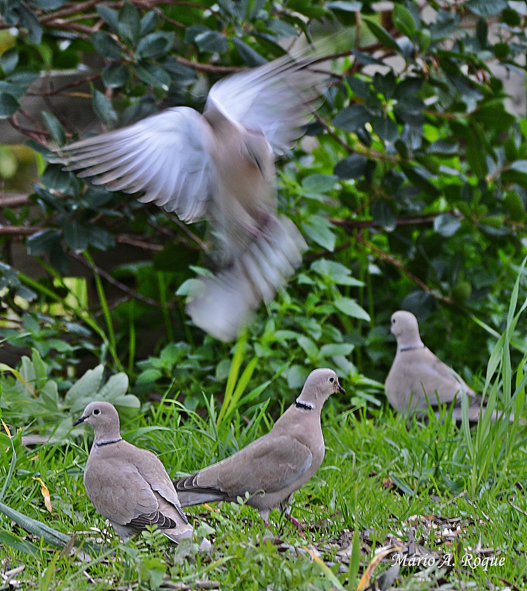 Eurasian Collared-Dove - Mário Roque