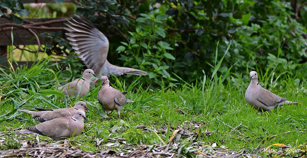 Eurasian Collared-Dove - Mário Roque