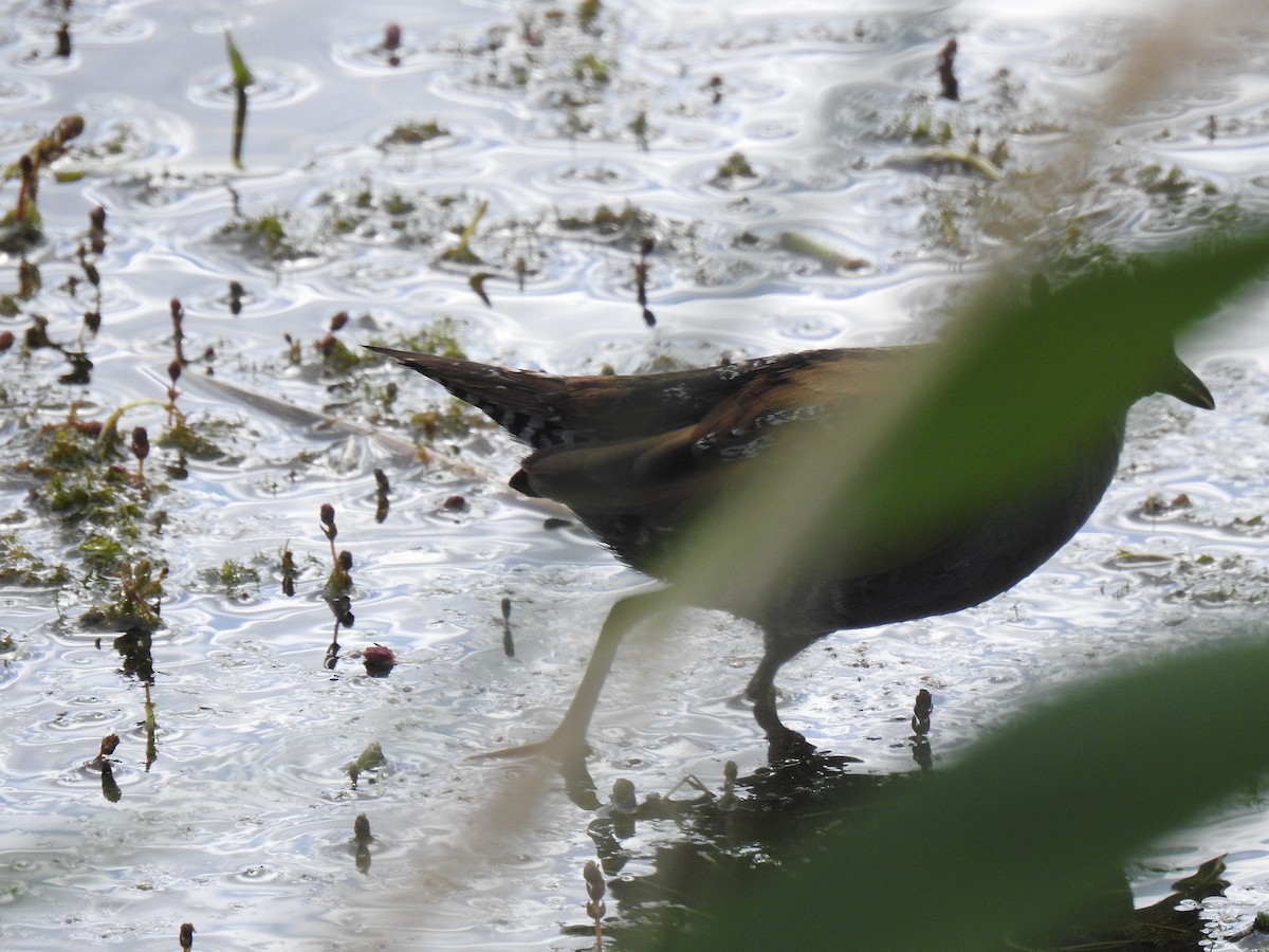 Baillon's Crake - Hayden Marriott