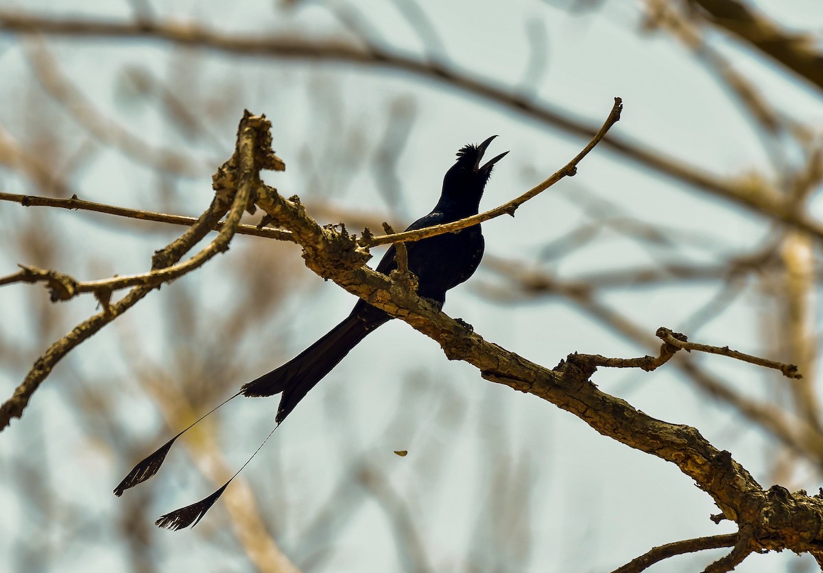 Greater Racket-tailed Drongo - ML619217267