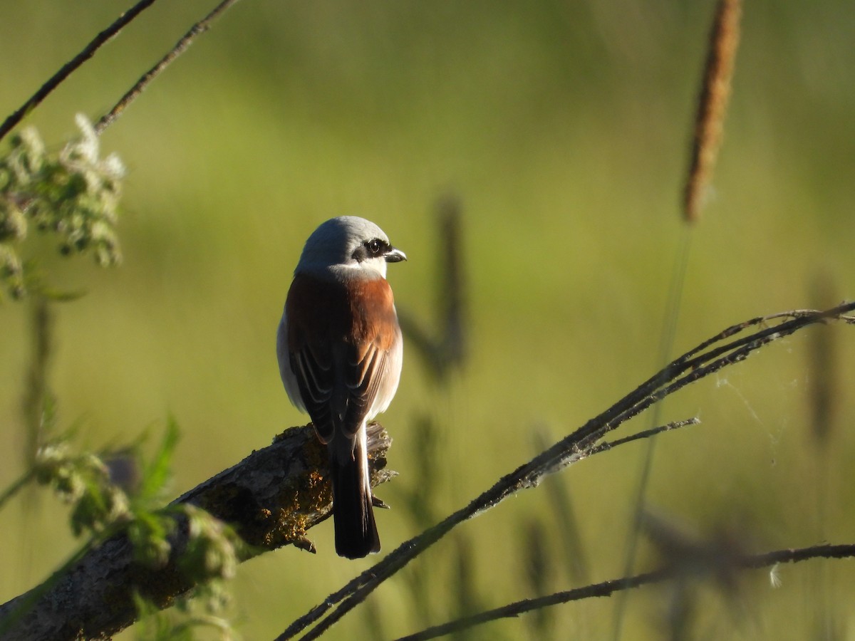 Red-backed Shrike - Franciszek Konrad