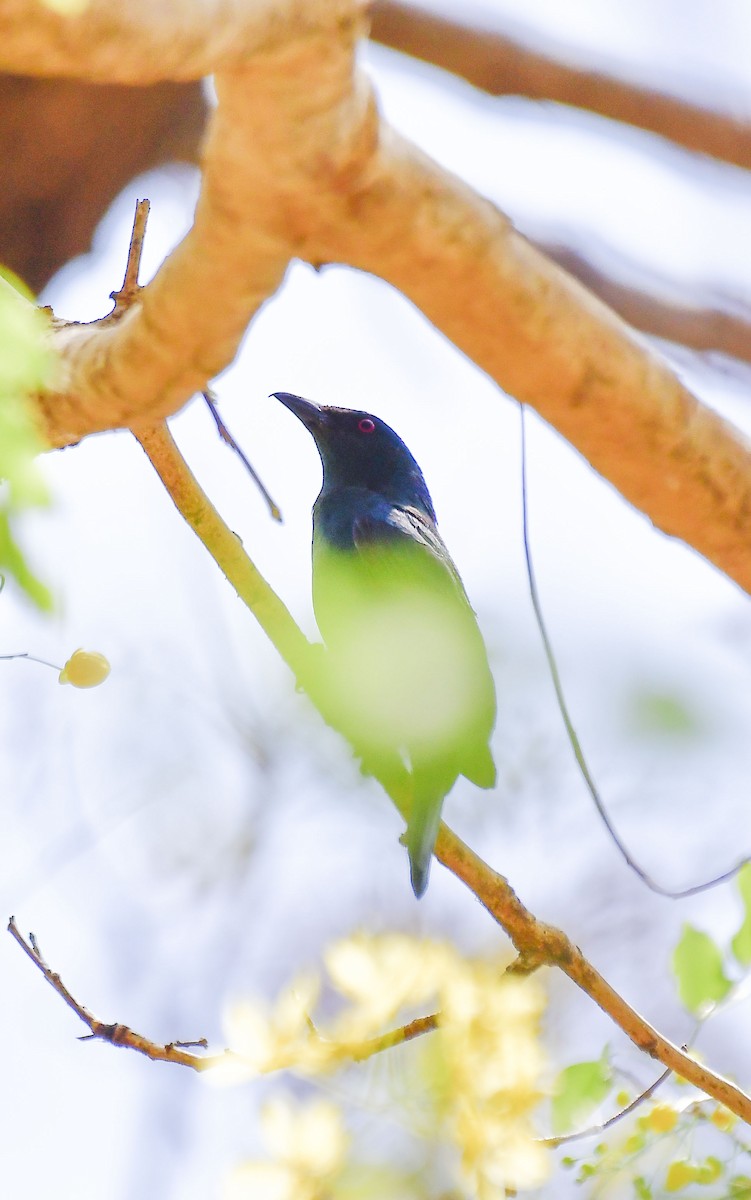 Asian Fairy-bluebird - Sathish Ramamoorthy