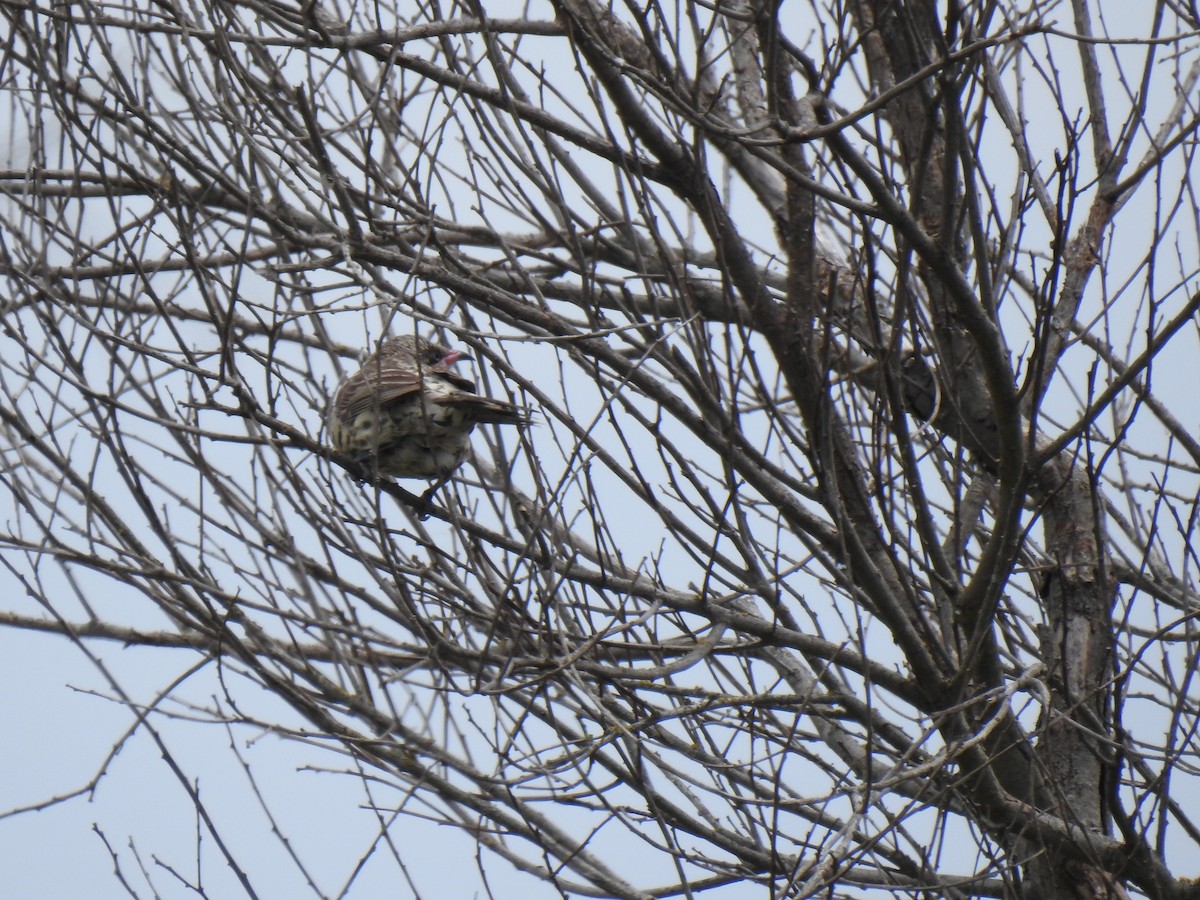 Spiny-cheeked Honeyeater - ML619217287