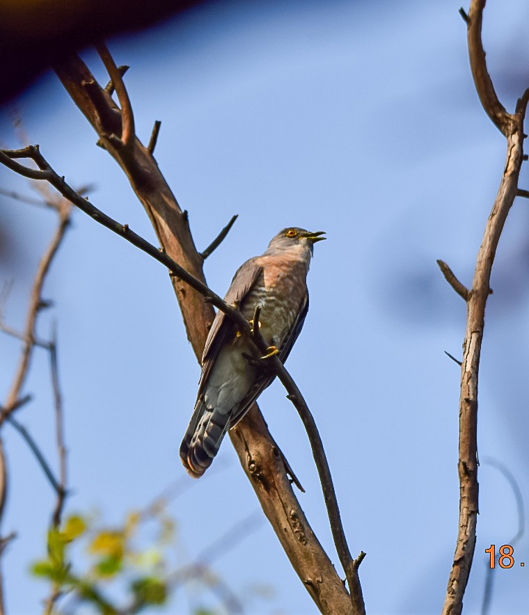 Common Hawk-Cuckoo - Sanjana Kajawe