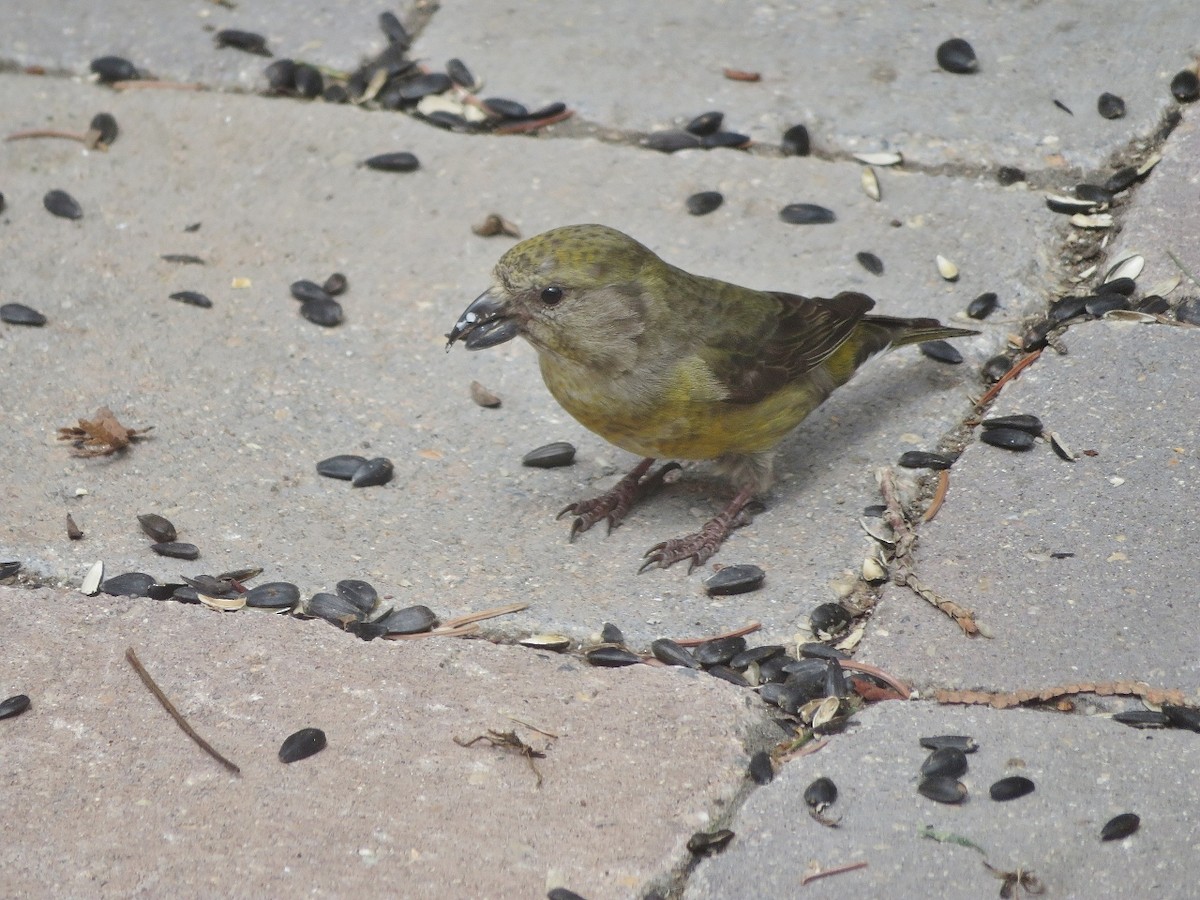 Red Crossbill - ML619217299