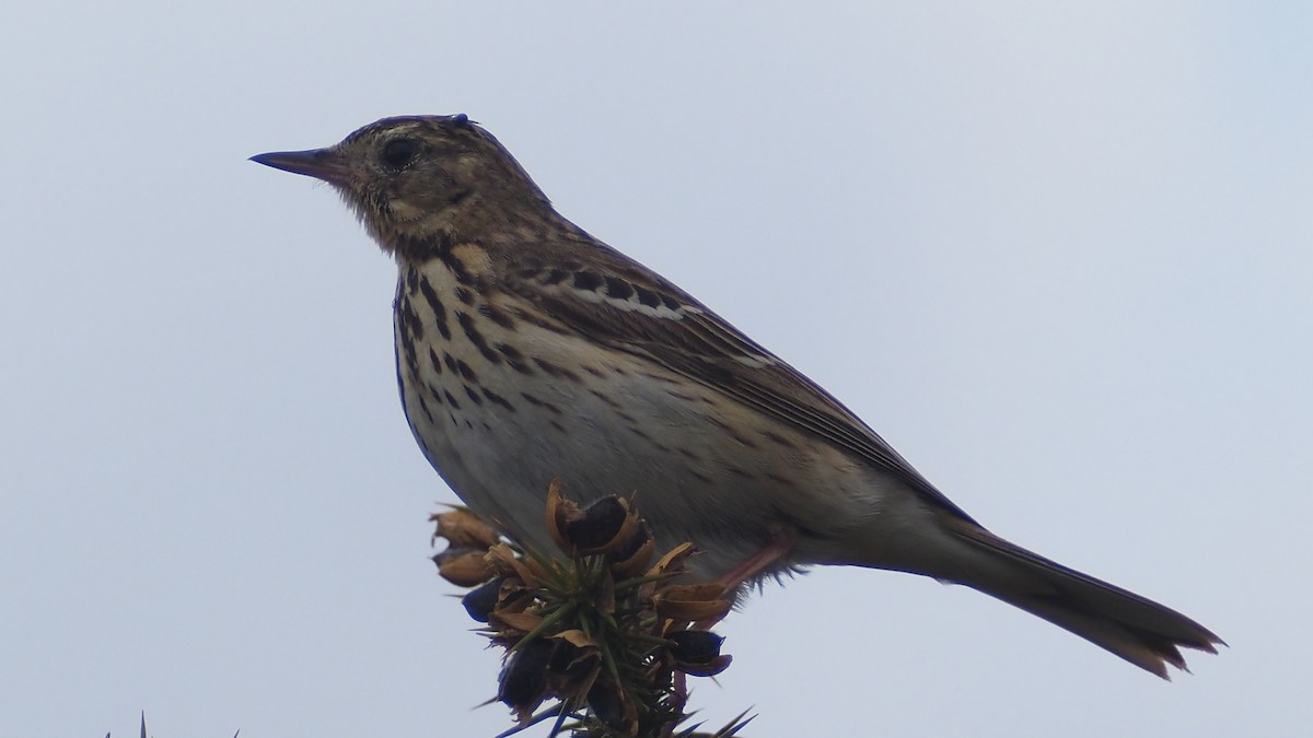 Tree Pipit - Bez Bezuidenhout