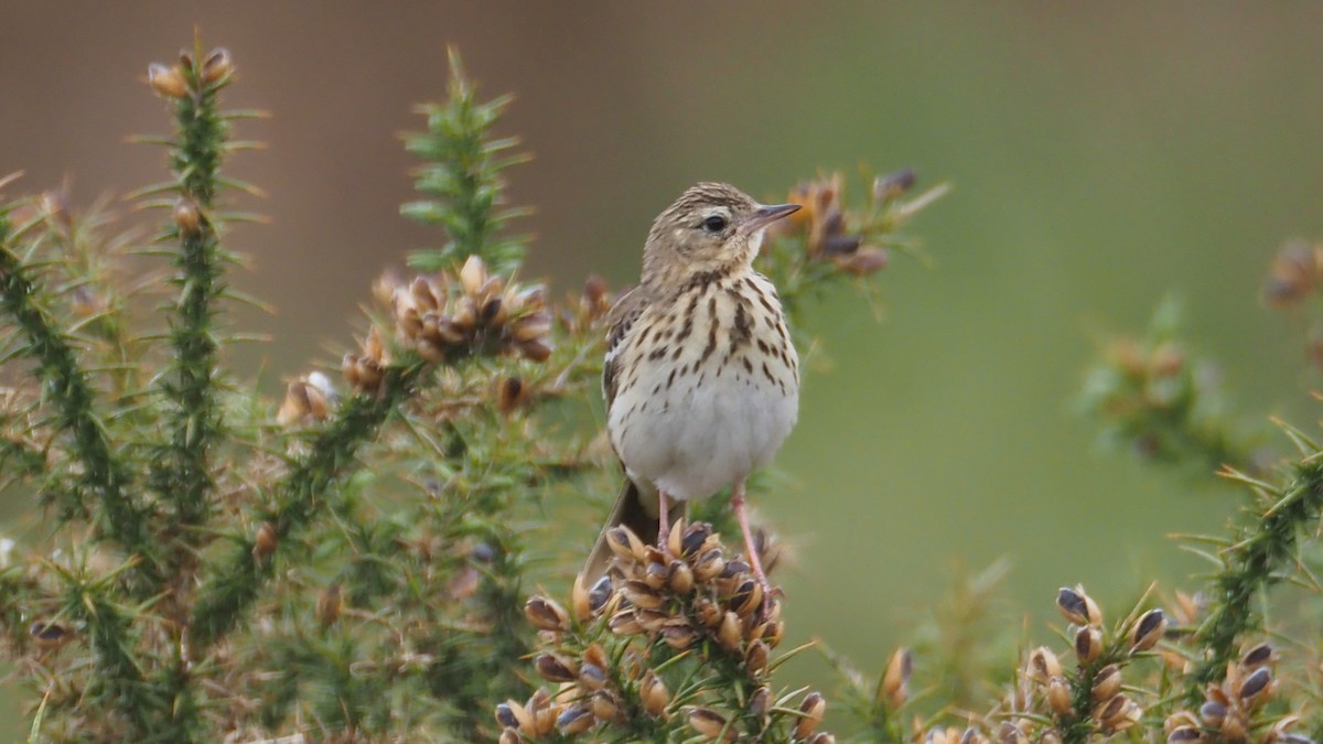 Tree Pipit - Bez Bezuidenhout